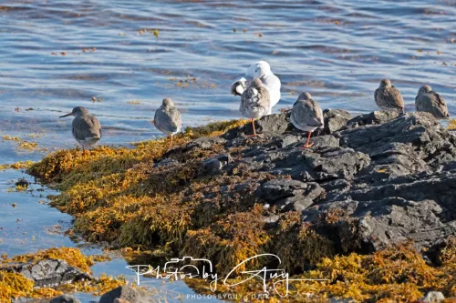 25 September 2025- Arran, Scotland - Redshank