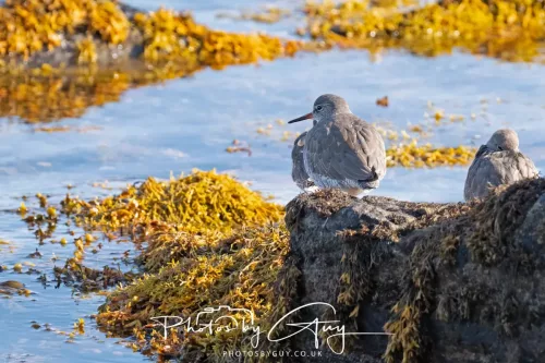 25 September 2025- Arran, Scotland - Redshank