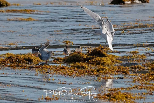 25 September 2025- Arran, Scotland - Redshank