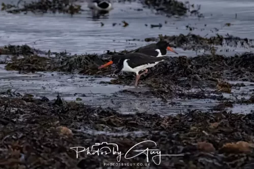 26 September 2025 - Isle of Arran , Scotland. Dawn just before sunrise - Oyster Catchers before dawn