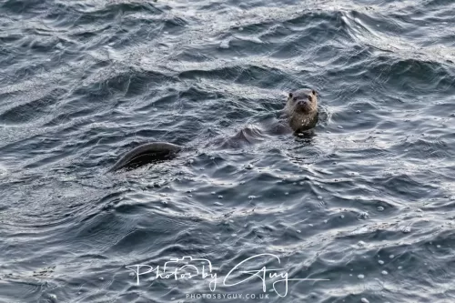 26 September 2025 - Isle of Arran , Scotland. Dawn just before sunrise - Otter in the sea of Kingscross point