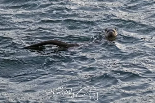 26 September 2025 - Isle of Arran , Scotland. Dawn just before sunrise - Otter in the sea of Kingscross point