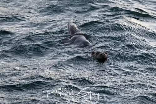 26 September 2025 - Isle of Arran , Scotland. Dawn just before sunrise - Otter in the sea of Kingscross point