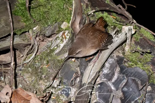 26 September 2025 - Isle of Arran , Scotland. Wren