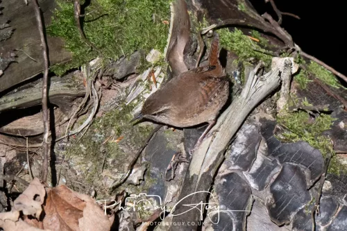 26 September 2025 - Isle of Arran , Scotland. Wren