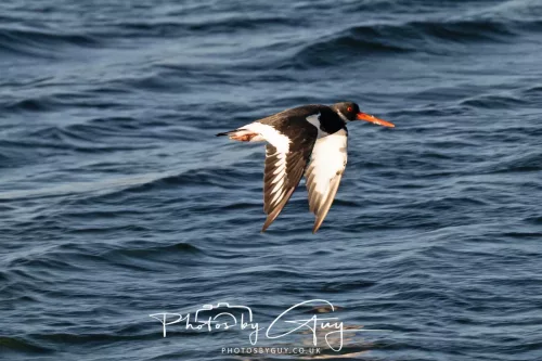 26 September 2025 - Isle of Arran , Scotland. - Oyster Catcher Kingscross Point