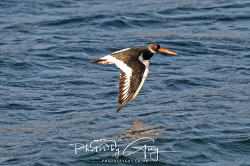 26 September 2025 - Isle of Arran , Scotland. - Oyster catcher, Kingscross Point