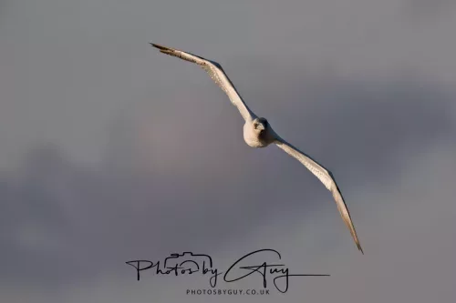 26 September 2025 - Isle of Arran , Scotland. - Gannet Kingscross Point