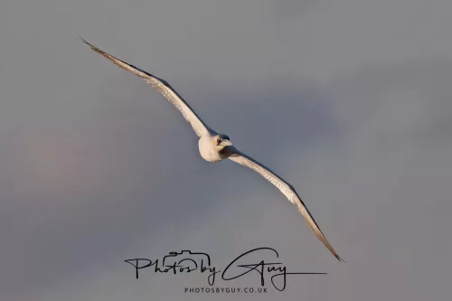 26 September 2025 - Isle of Arran , Scotland. - Gannet Kingscross Point