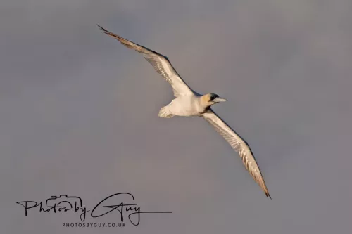 26 September 2025 - Isle of Arran , Scotland. - Gannet Kingscross Point