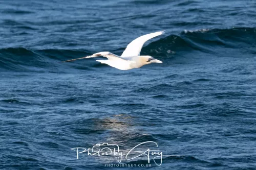26 September 2025 - Isle of Arran , Scotland. - Gannet Kingscross Point
