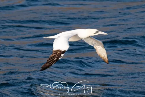 26 September 2025 - Isle of Arran , Scotland. - Gannet Kingscross Point