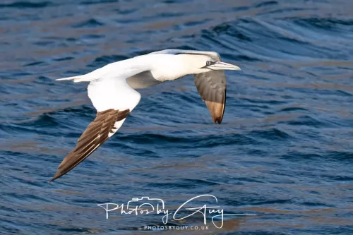26 September 2025 - Isle of Arran , Scotland. - Gannet Kingscross Point