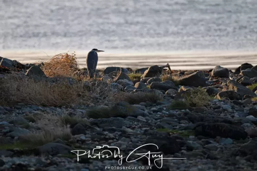 26 September 2025 - Isle of Arran , Scotland. - Grey Heron Kingscross Point