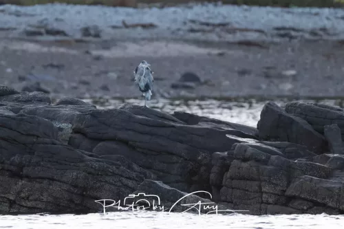 26 September 2025 - Isle of Arran , Scotland. - Grey Heron on Kingscross Point