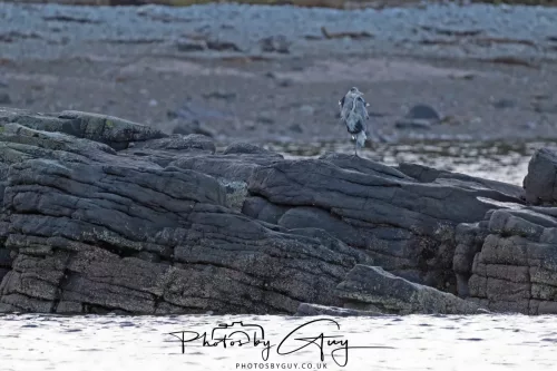 26 September 2025 - Isle of Arran , Scotland. - Grey Heron on Kingscross Point