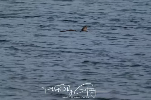 27 & 28 Sept 2025 : Arran, Scotland - Otter