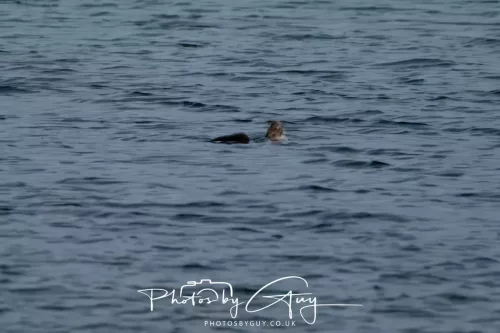 27 & 28 Sept 2025 : Arran, Scotland - Otter