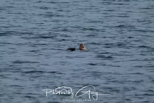 27 & 28 Sept 2025 : Arran, Scotland - Otter
