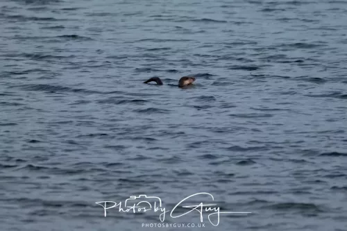 27 & 28 Sept 2025 : Arran, Scotland - Otter