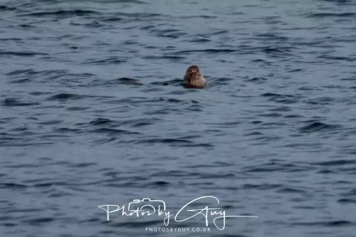 27 & 28 Sept 2025 : Arran, Scotland - Otter