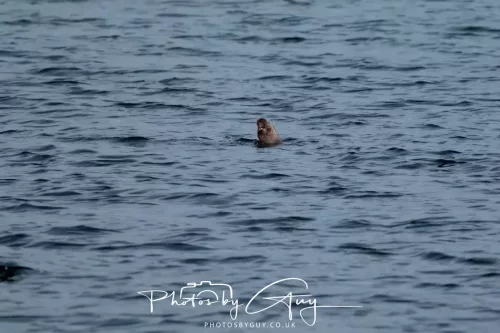 27 & 28 Sept 2025 : Arran, Scotland - Otter