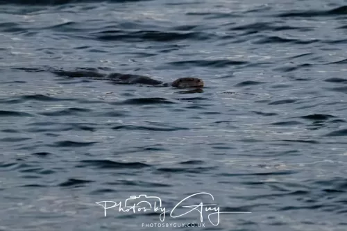 27 & 28 Sept 2025 : Arran, Scotland - Otter