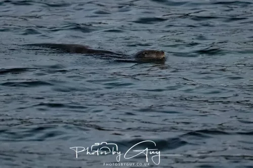 27 & 28 Sept 2025 : Arran, Scotland -Otter