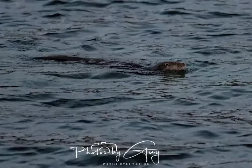 27 & 28 Sept 2025 : Arran, Scotland - Otter
