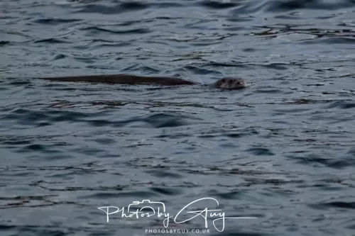 27 & 28 Sept 2025 : Arran, Scotland - Otter