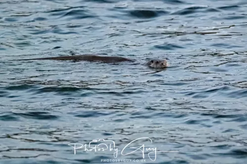 27 & 28 Sept 2025 : Arran, Scotland - Otter