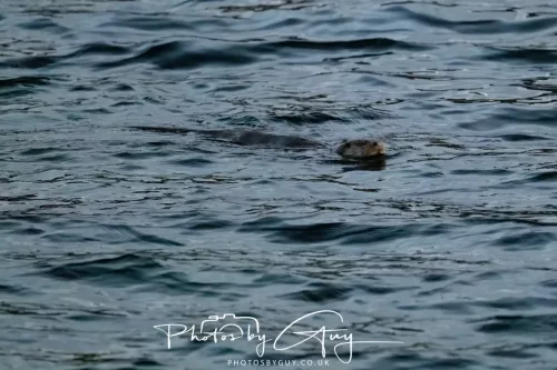 27 & 28 Sept 2025 : Arran, Scotland - Otter