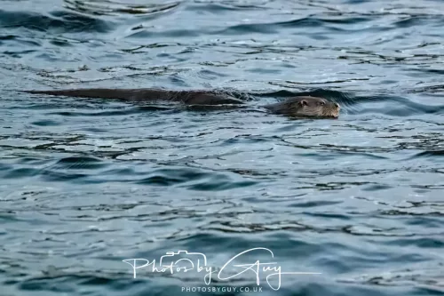27 & 28 Sept 2025 : Arran, Scotland - Otter
