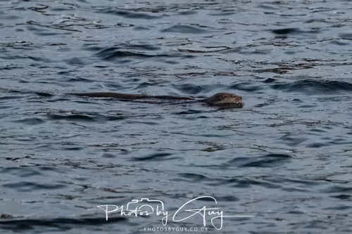 27 & 28 Sept 2025 : Arran, Scotland - Otter