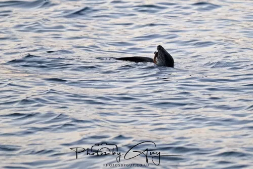 27 & 28 Sept 2025 : Arran, Scotland - Otter