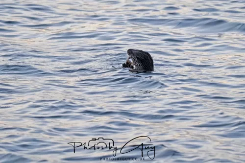 27 & 28 Sept 2025 : Arran, Scotland - Otter