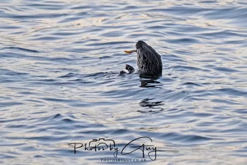 27 & 28 Sept 2025 : Arran, Scotland - Otter
