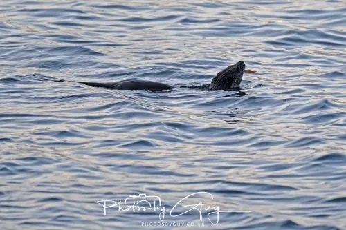 27 & 28 Sept 2025 : Arran, Scotland - Otter