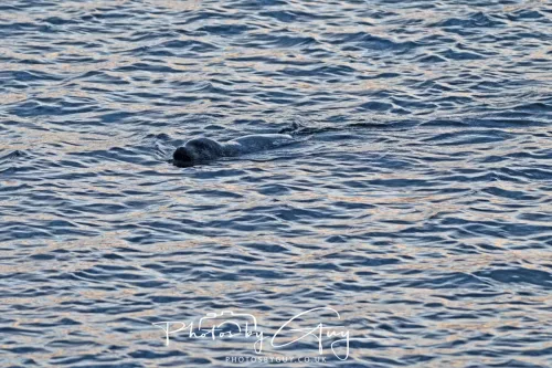 27 & 28 Sept 2025 : Arran, Scotland - Otter