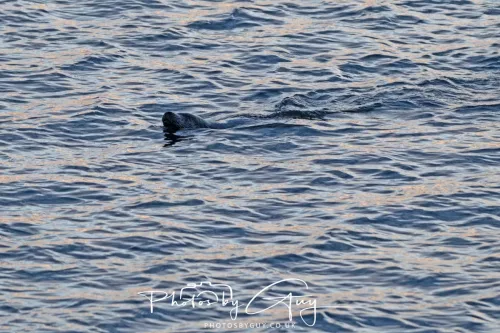 27 & 28 Sept 2025 : Arran, Scotland - Otter