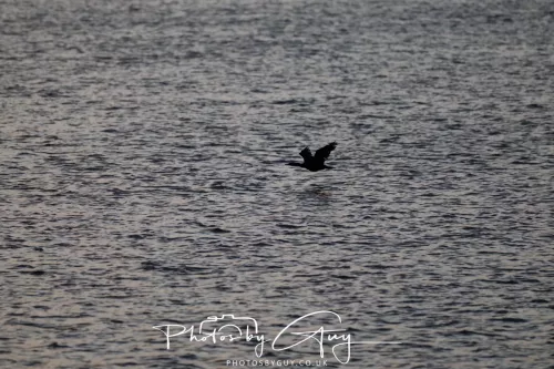 27 & 28 Sept 2025 : Arran, Scotland - Otter