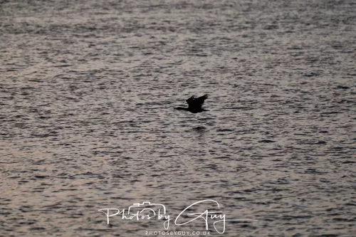 27 & 28 Sept 2025 : Arran, Scotland - Otter
