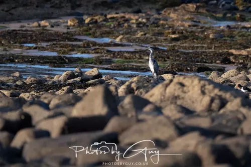 27 & 28 Sept 2025 : Arran, Scotland - Heron