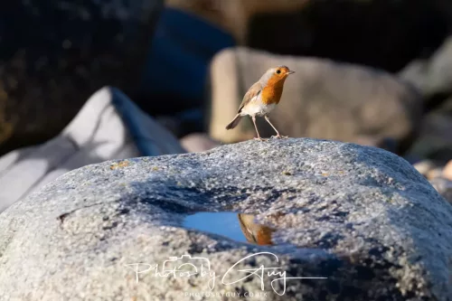 27 & 28 September 2025 : Arran, Scotland - Robin