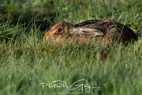 27 & 28 September 2025 : Arran, Scotland - Hare