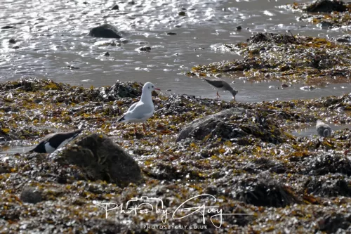 27 & 28 September 2025 : Arran, Scotland - Gull and Redshank