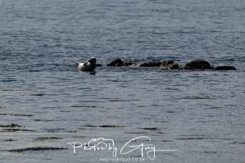 27 & 28 September 2025 : Arran, Scotland - Harbour Seal