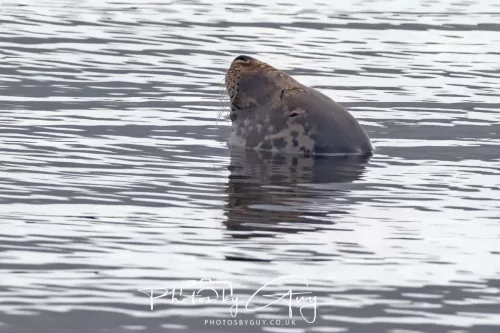27 & 28 September 2025 : Arran, Scotland - Harbour Seal