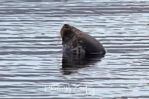 27 & 28 September 2025 : Arran, Scotland - Harbour Seal