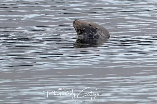 27 & 28 September 2025 : Arran, Scotland - Harbour Seal